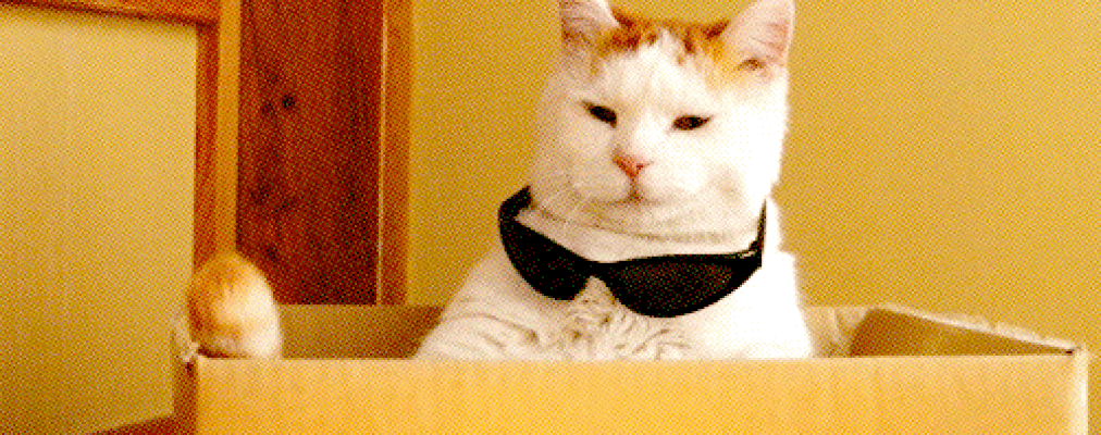Cat wearing sunglasses gif (for internal testing)